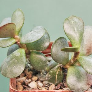 Adromischus-liebenbergii-A7
