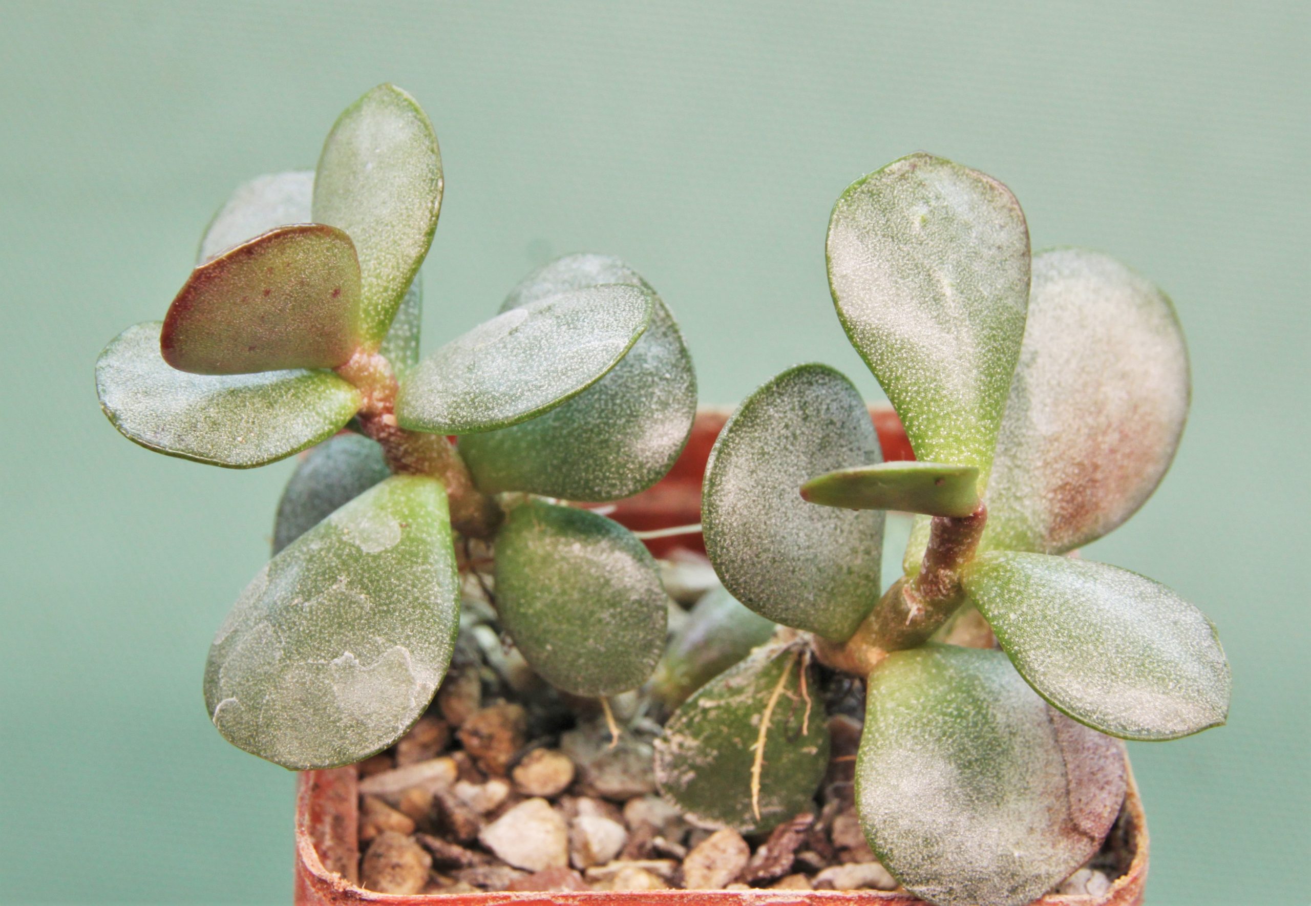 Adromischus-liebenbergii-A7