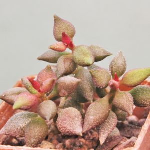 Adromischus-marianiae-multicolor-CR1263-S2