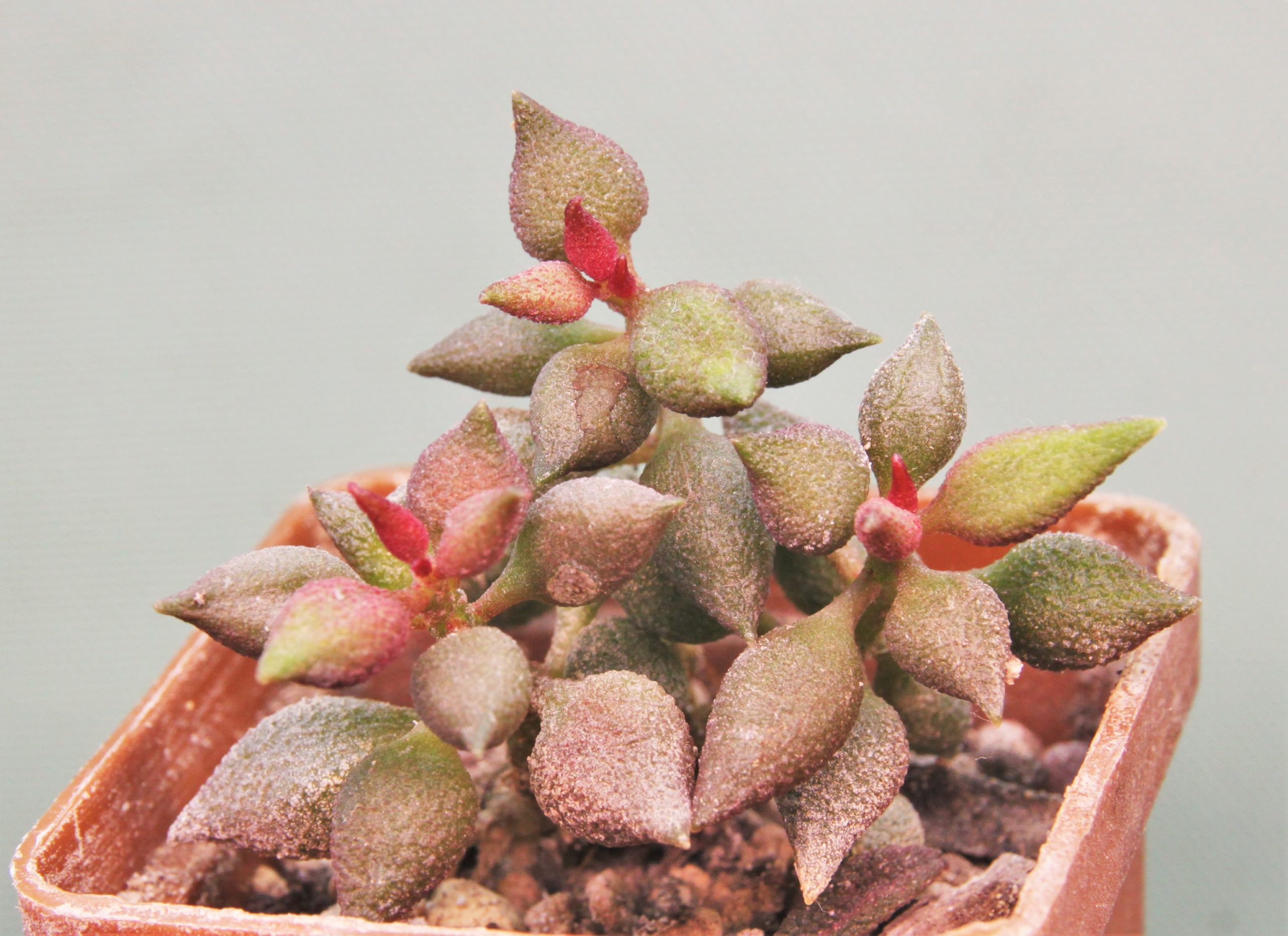 Adromischus-marianiae-multicolor-CR1263-S2