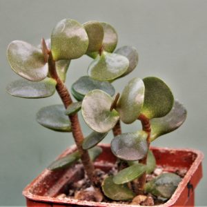 Adromischus-subviridis-CR1179-Bloukrans-Pass.-1
