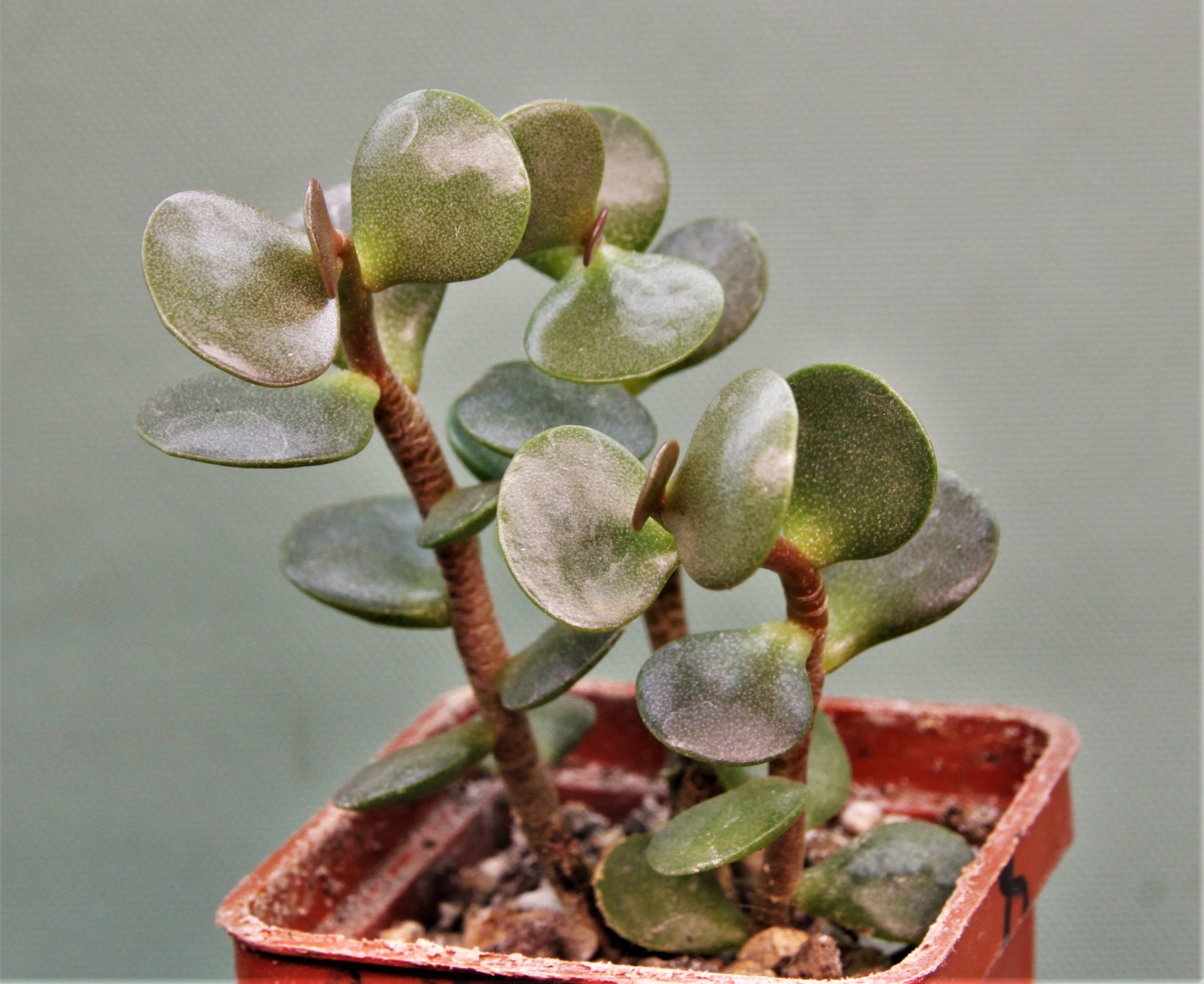 Adromischus-subviridis-CR1179-Bloukrans-Pass.-1