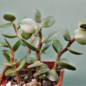Adromischus-subviridis-CR1179-Bloukrans-Pass.-2