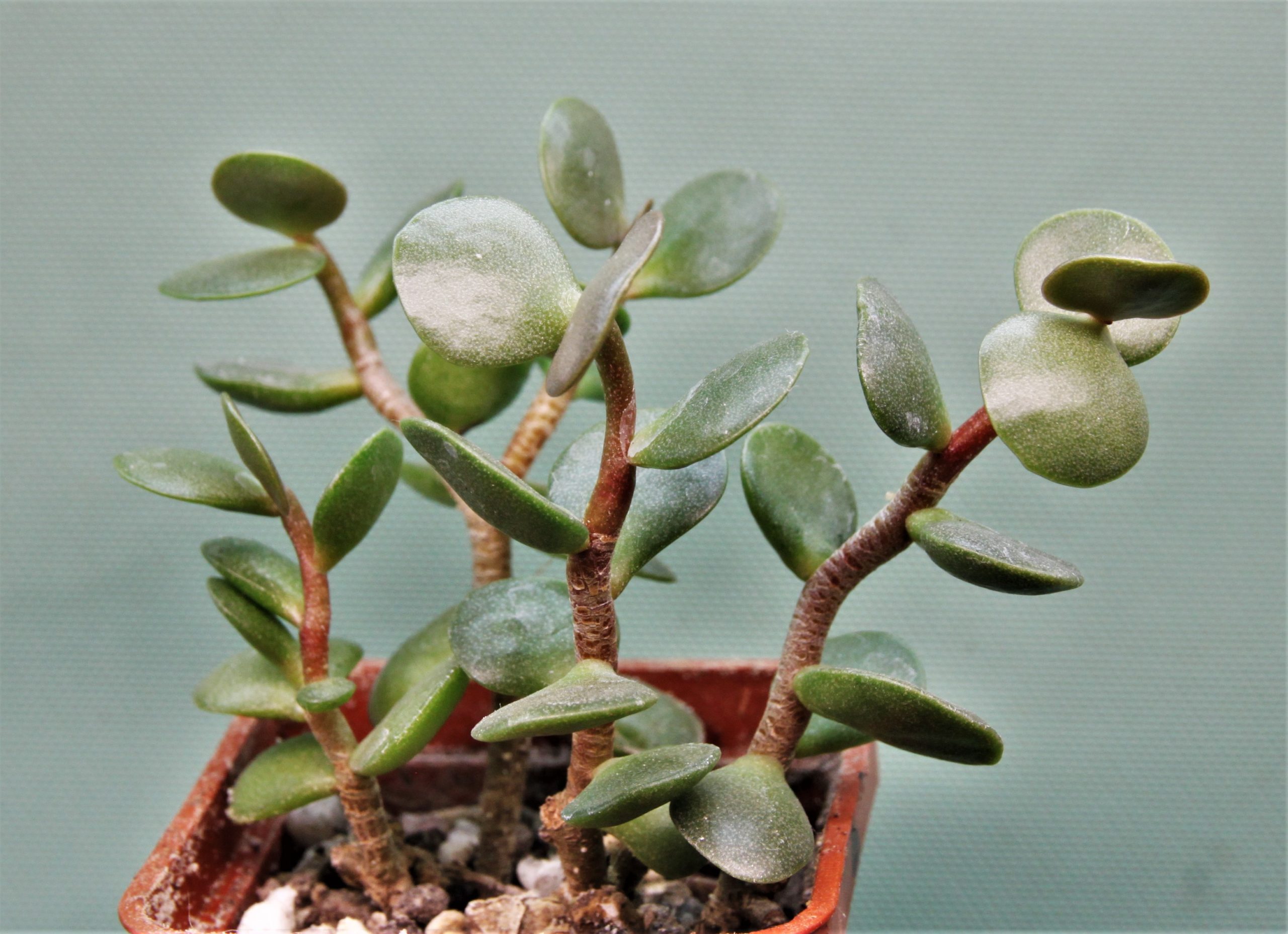 Adromischus-subviridis-CR1179-Bloukrans-Pass.-2