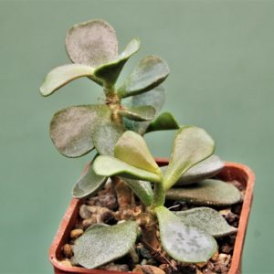 Adromischus-triflorus-1