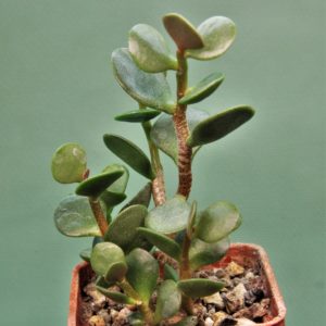 Adromischus-triflorus-3