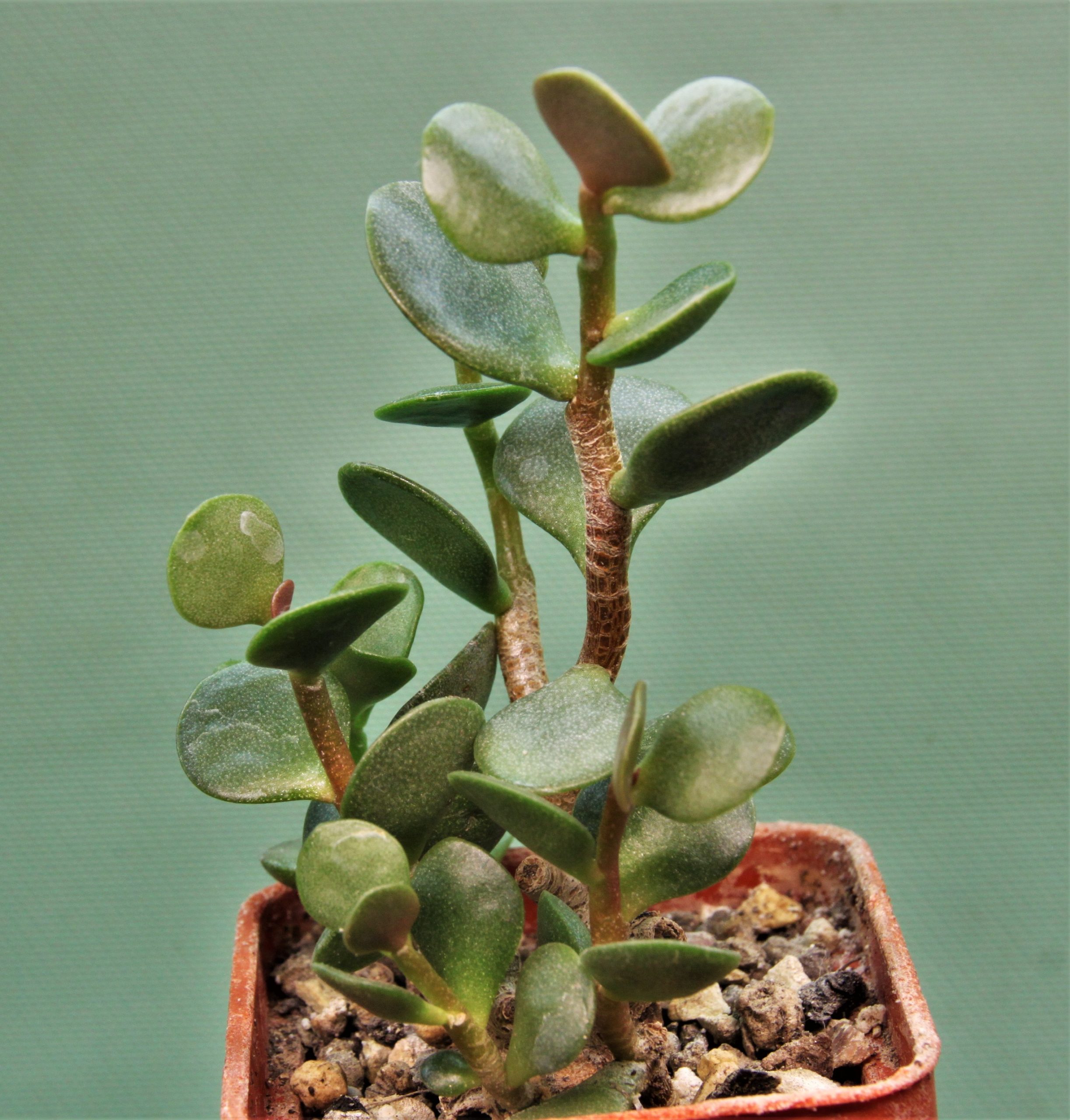 Adromischus-triflorus-3
