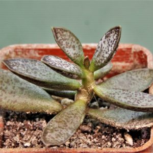 Adromischus-trigynus-V3