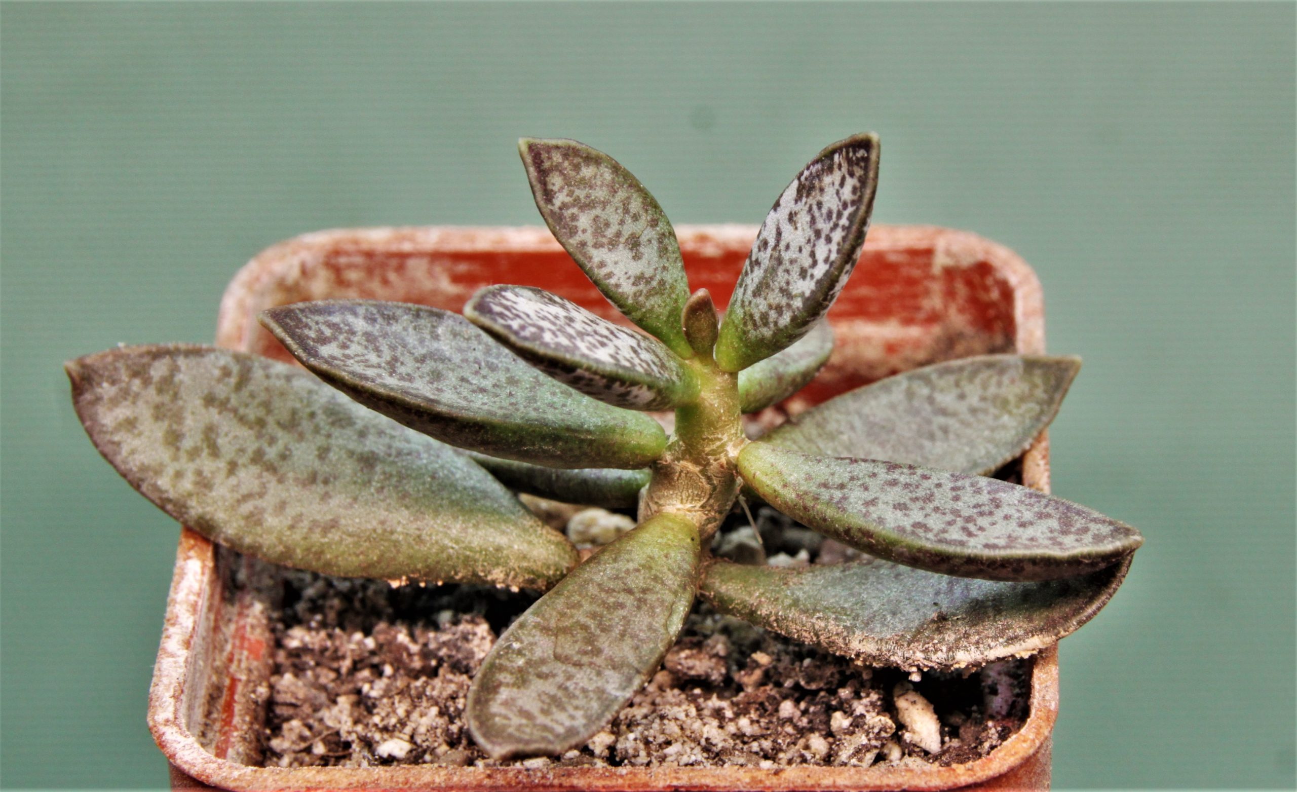 Adromischus-trigynus-V3