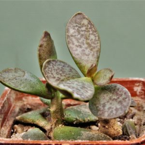 Adromischus-trigynus-V5
