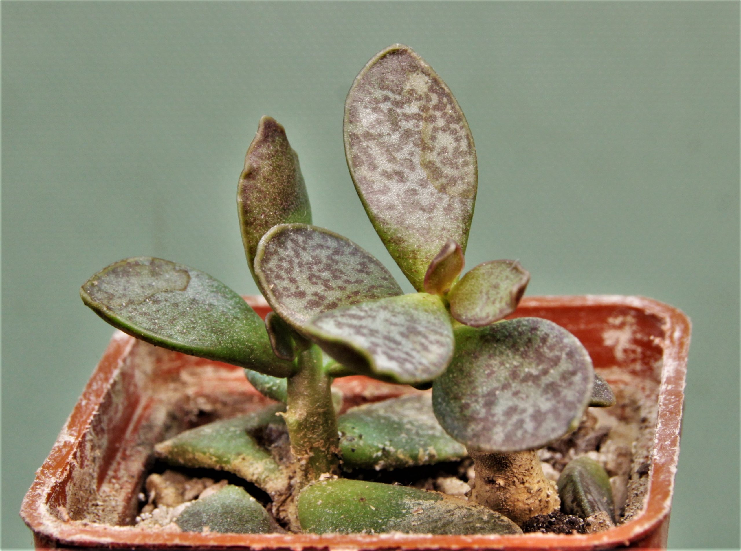Adromischus-trigynus-V5
