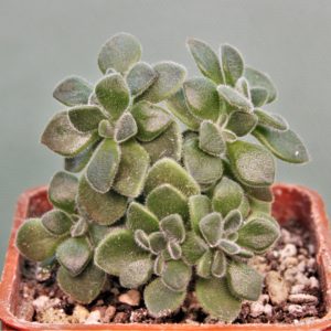 Aeonium-lindleyi