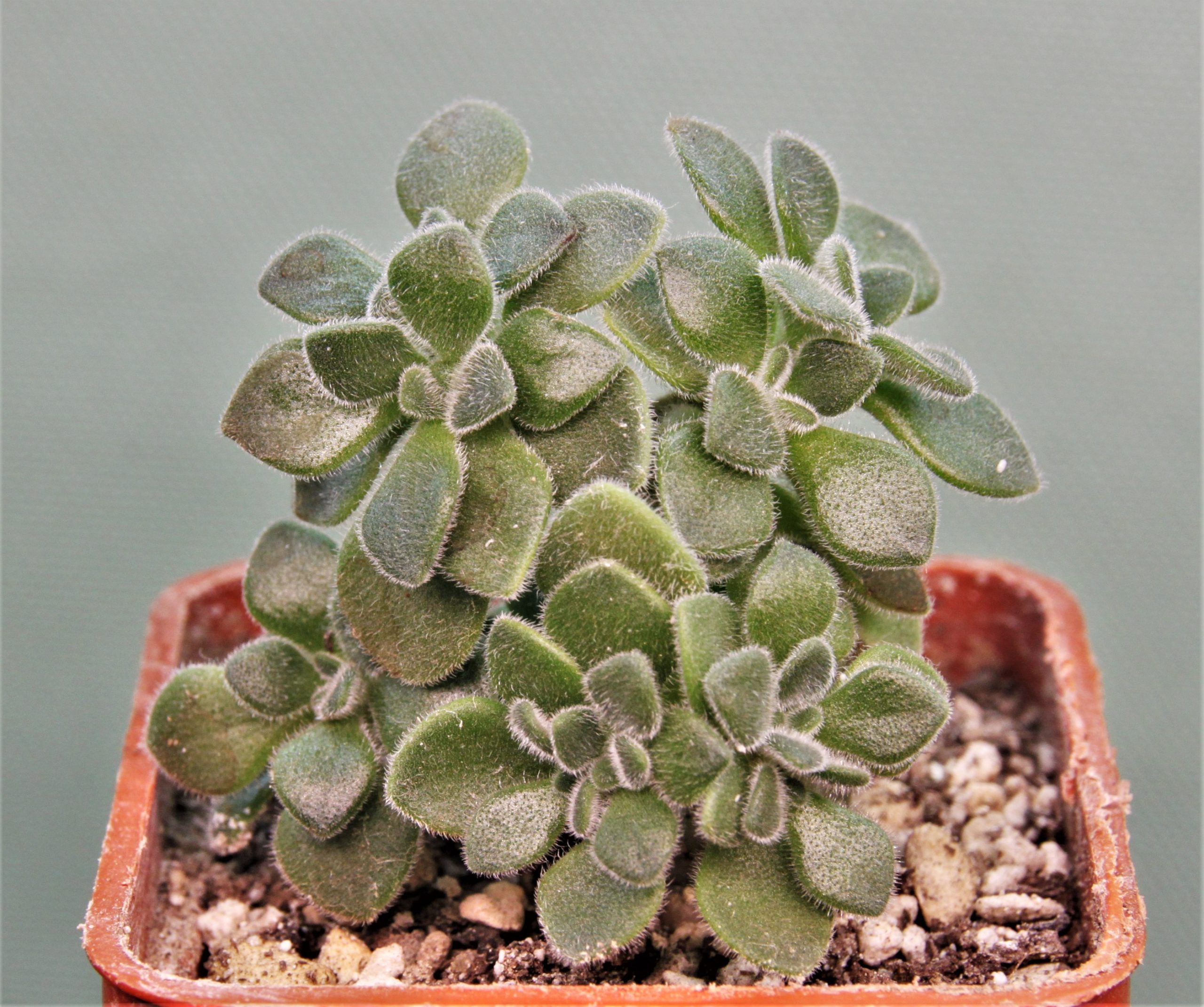 Aeonium-lindleyi