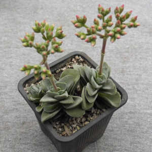 Crassula cv. Coralita