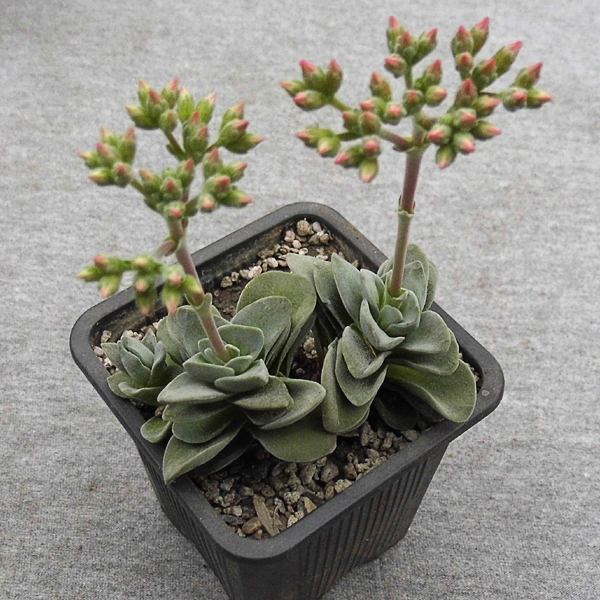 Crassula cv. Coralita