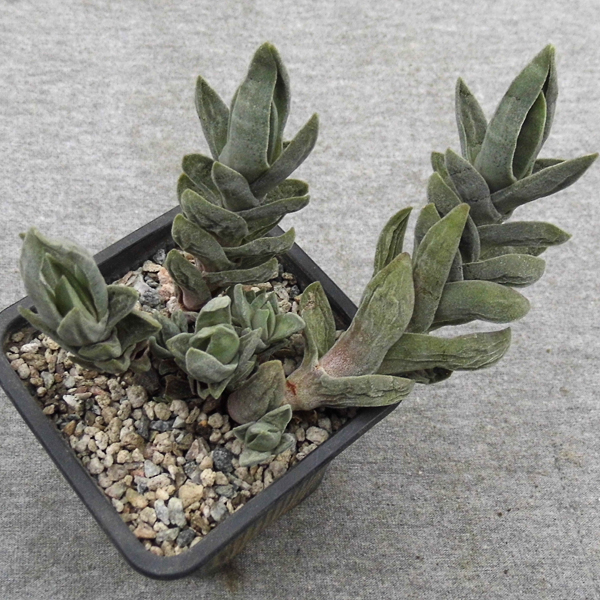 Crassula falcata