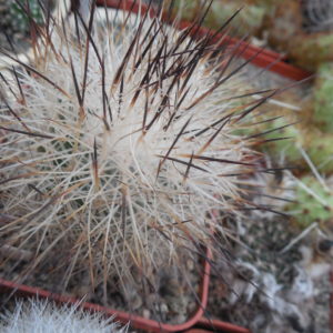 Gymnocactus beguinii - v.francii - MG -