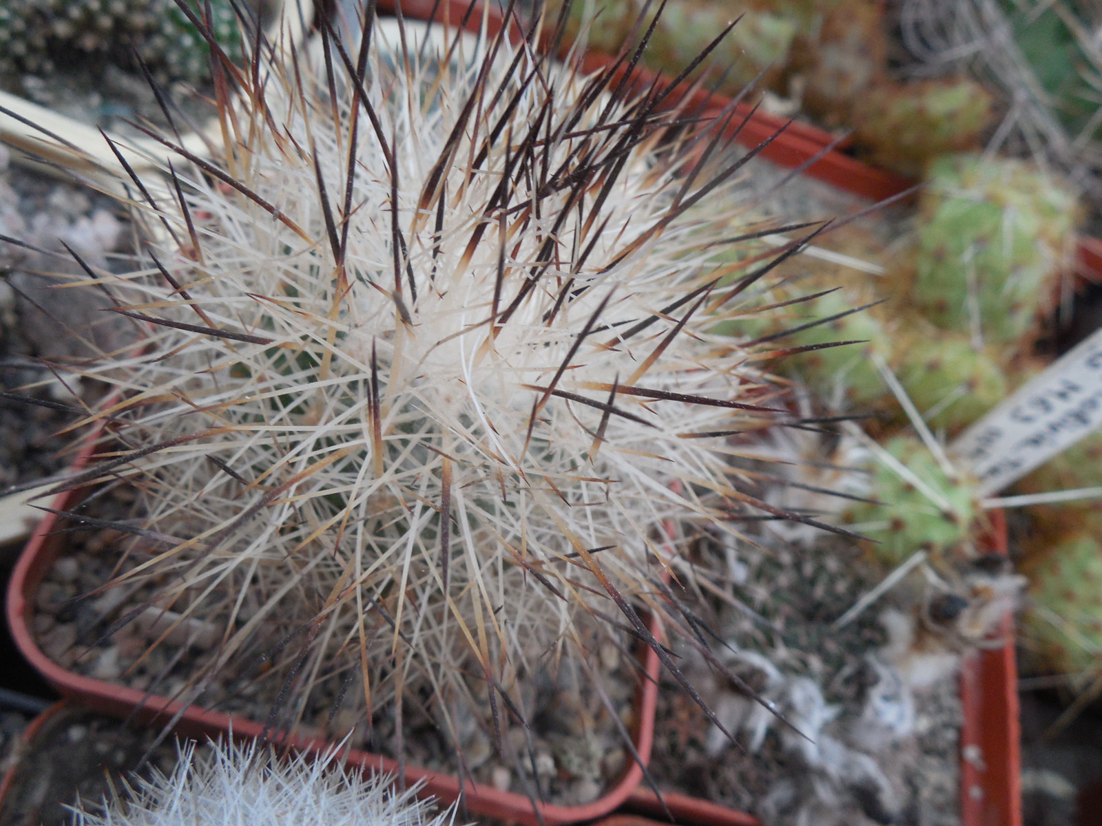 Gymnocactus beguinii - v.francii - MG -