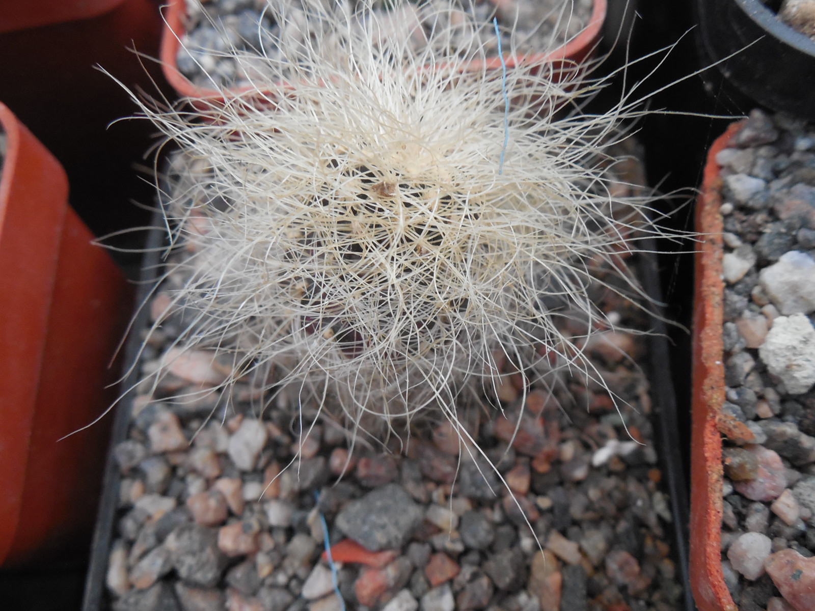 Sulcorebutia gerosenilis SE 183 - PP -