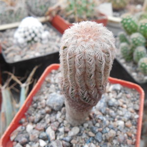 Echinocereus reichenbachii P 282 "pailanus" - MG -