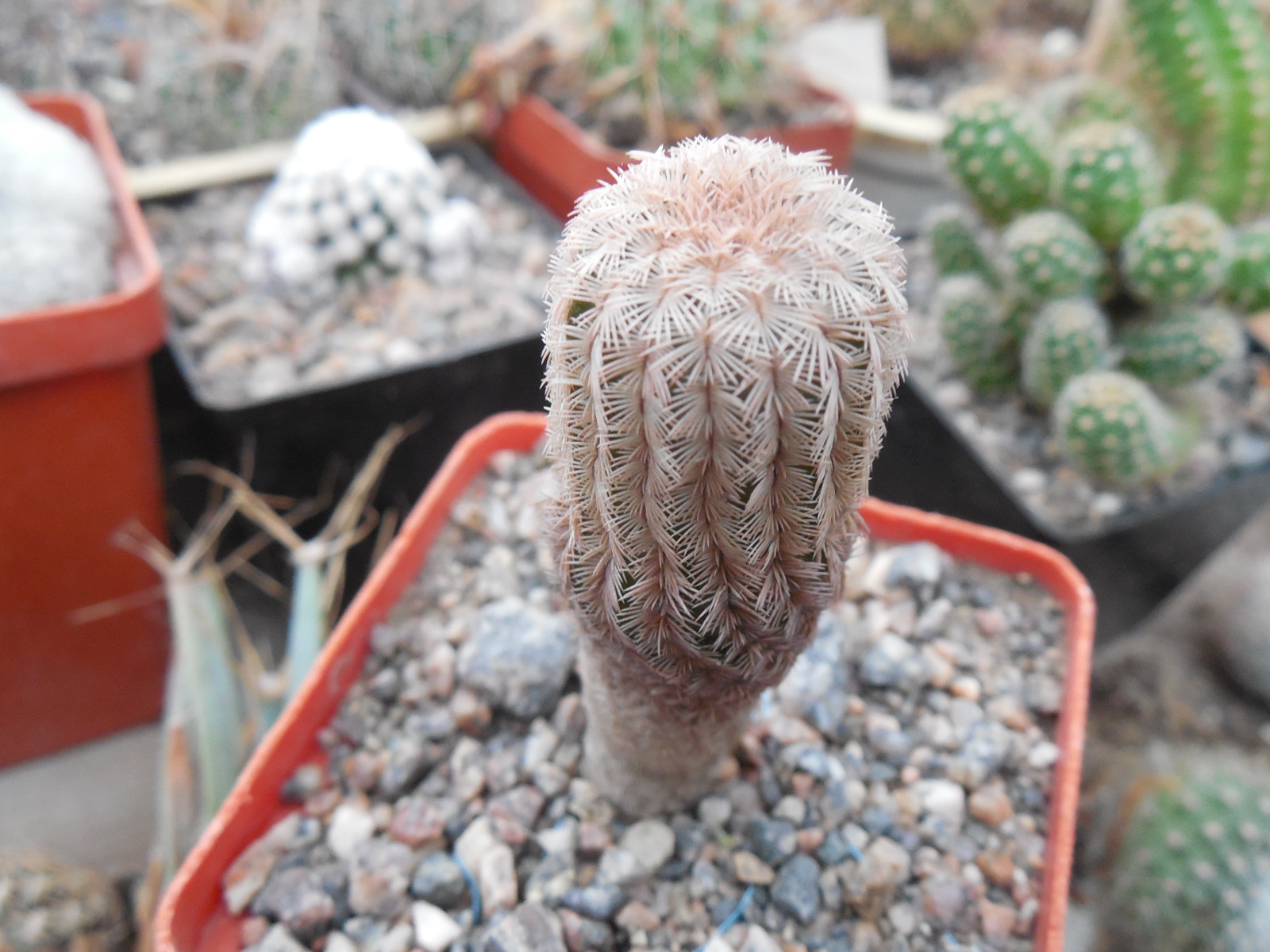 Echinocereus reichenbachii P 282 "pailanus" - MG -
