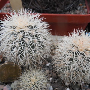 Echinocereus dasyacanthus AG 16 - Alamogordo,NM. - MG - (to - 12*C) - квіти варіюють за кольором, 12 см. діам., трапляються триколори
