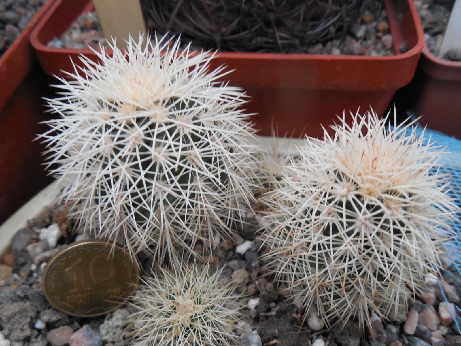 Echinocereus dasyacanthus AG 16 - Alamogordo,NM. - MG - (to - 12*C) - квіти варіюють за кольором, 12 см. діам., трапляються триколори
