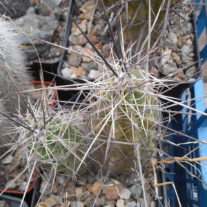 Echinocereus enneacanthus  SB 676 - Presidio Co. - MG - long spines -