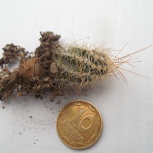 Echinocereus palmeri HK 1581 - MG -