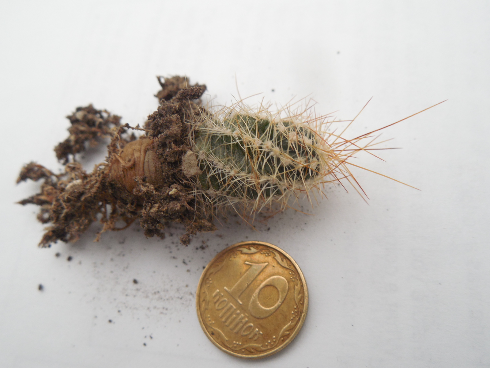 Echinocereus palmeri HK 1581 - MG -