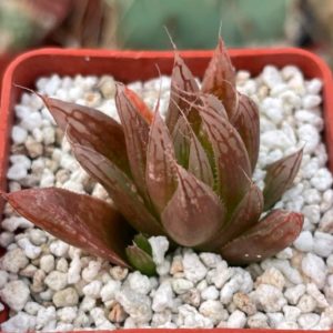 Haworthia cooperi v. leightonii (Haworthia luminis)