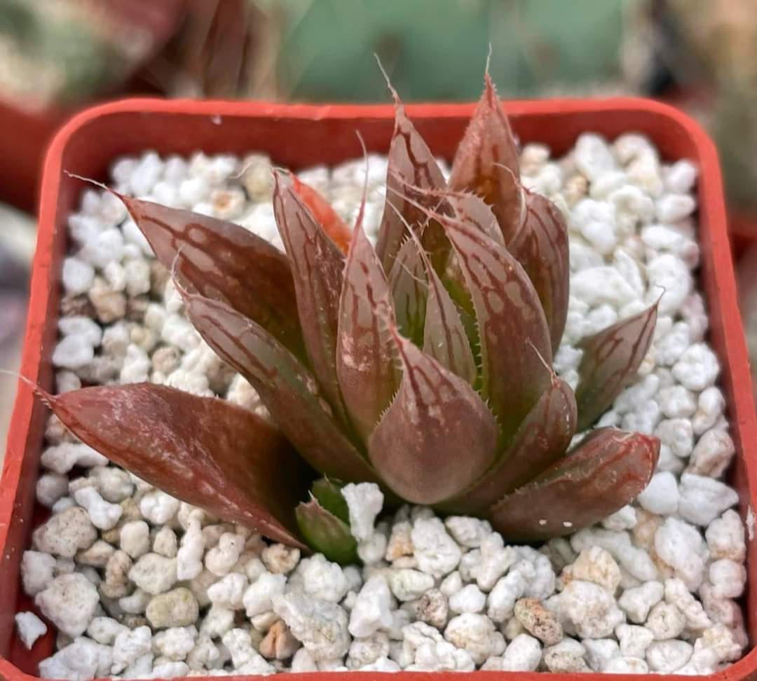 Haworthia cooperi v. leightonii (Haworthia luminis)
