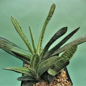Gasteria-Little-Warty-1