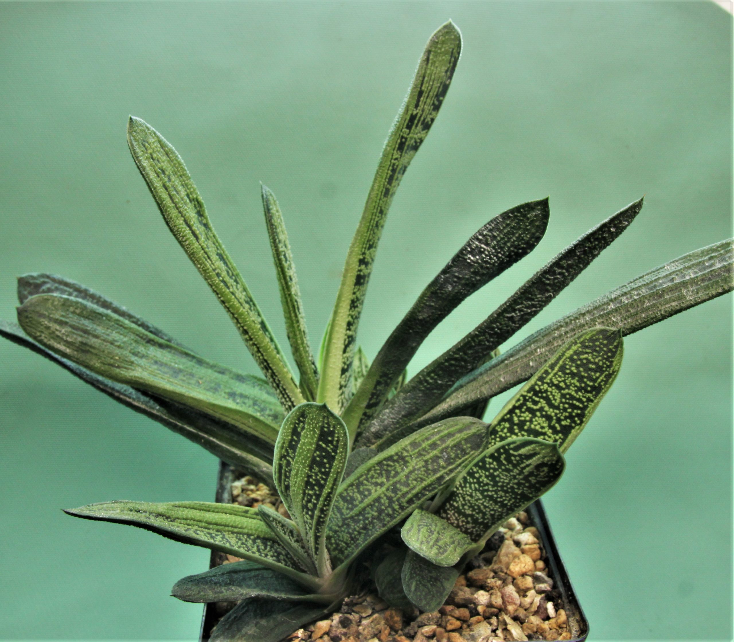 Gasteria-Little-Warty-1
