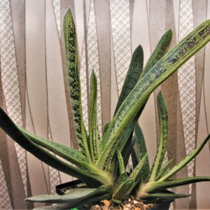 Gasteria-Little-Warty-2