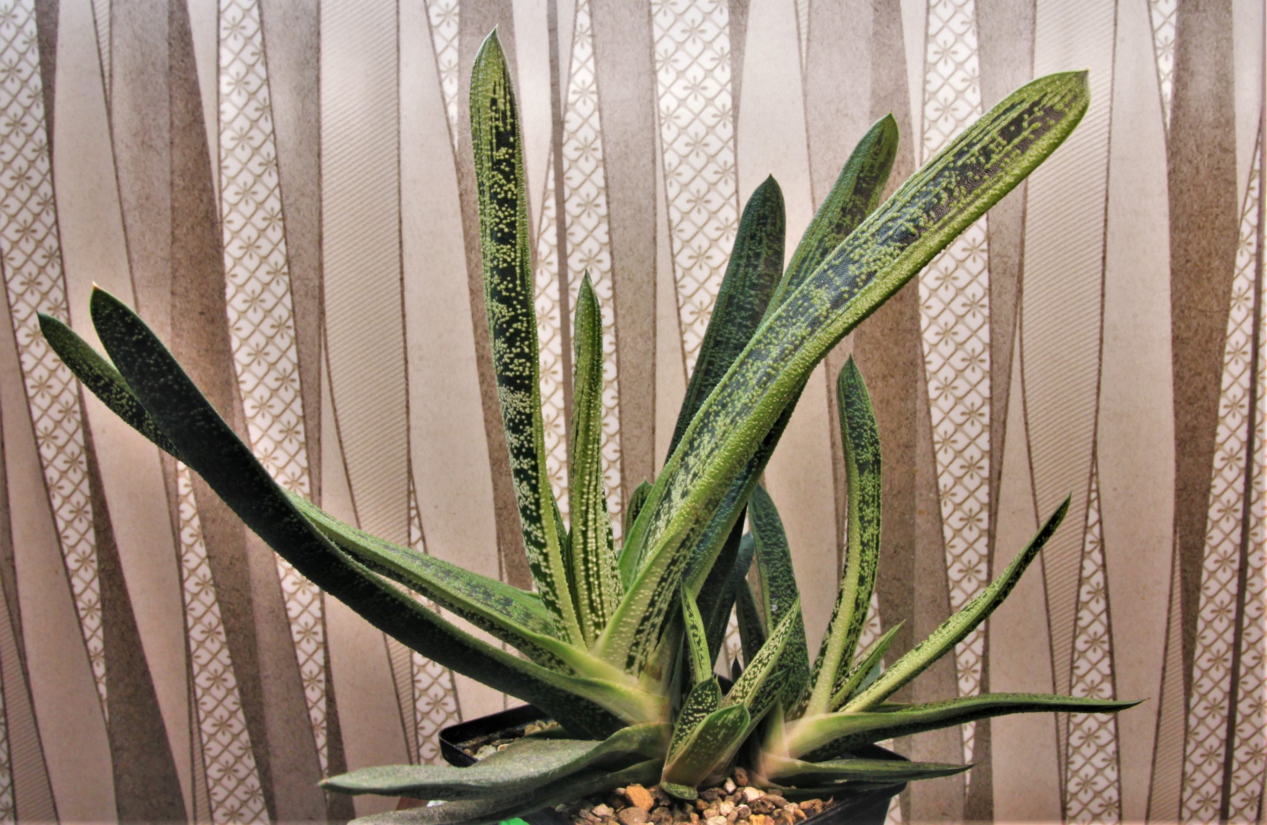 Gasteria-Little-Warty-2