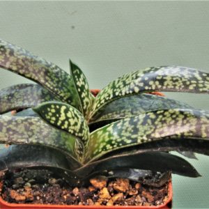 Gasteria-verrucosa