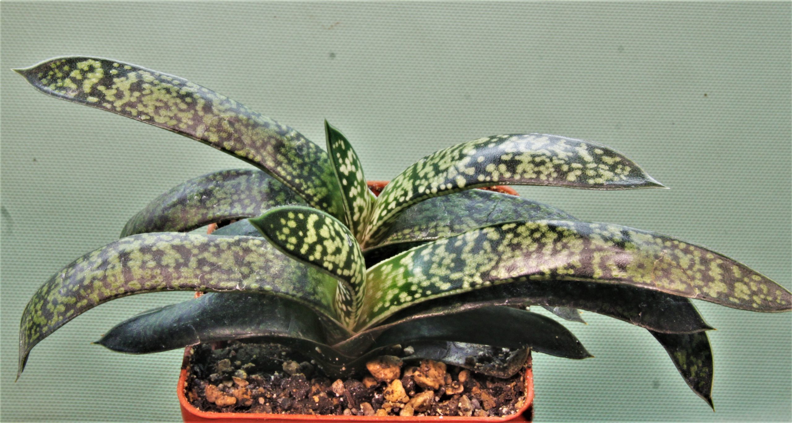 Gasteria-verrucosa