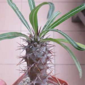 pachypodium geayi