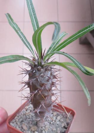 pachypodium geayi