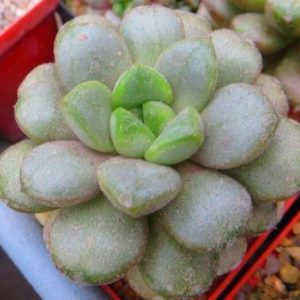 graptoveria amethorum