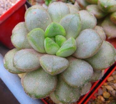 graptoveria amethorum