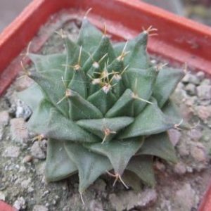 obregonia denegrii