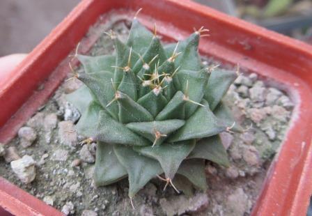 obregonia denegrii