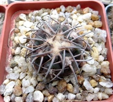 gymnocalycium spegazzinii v. punillense
