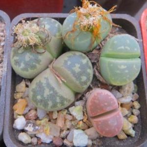 litops mix