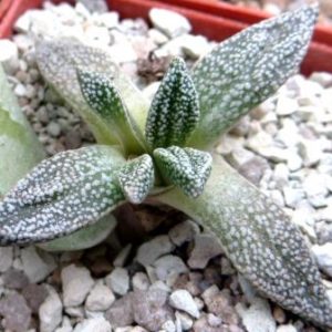 nananthus margaritiferus  caudex