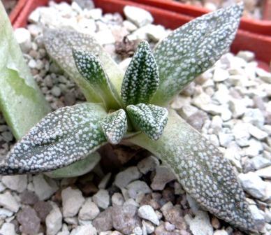 nananthus margaritiferus  caudex