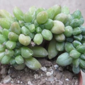 pachyphytum compactum cristata
