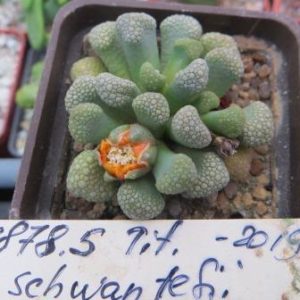 1878.5 titanopsis schwantesii